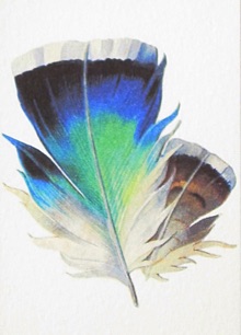 
Blue and Green Feather