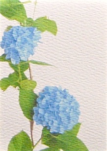 
Hydrangea 1