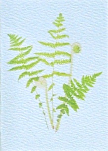 
Fern