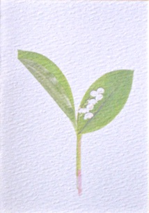 
Lily of the Valley