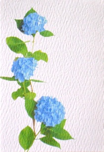 
Hydrangea 2