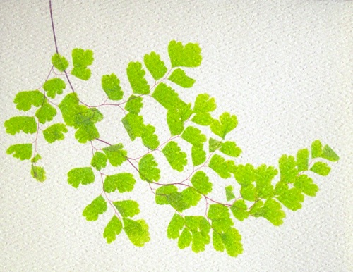 Maidenhair Fern