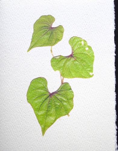 Heart Leaf Vine