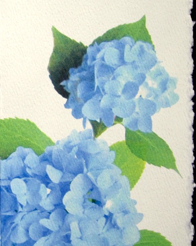 Hydrangea