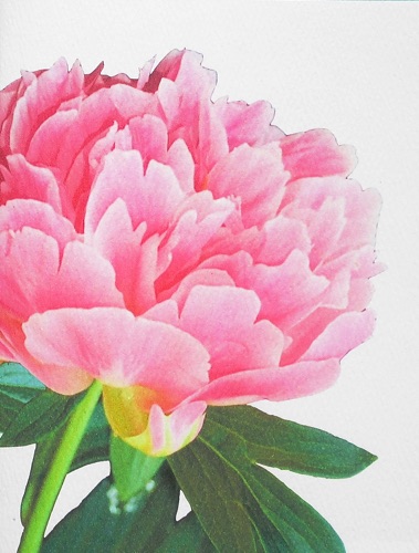 Peony