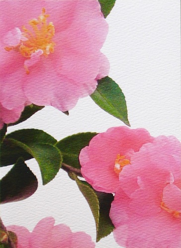 Camellia