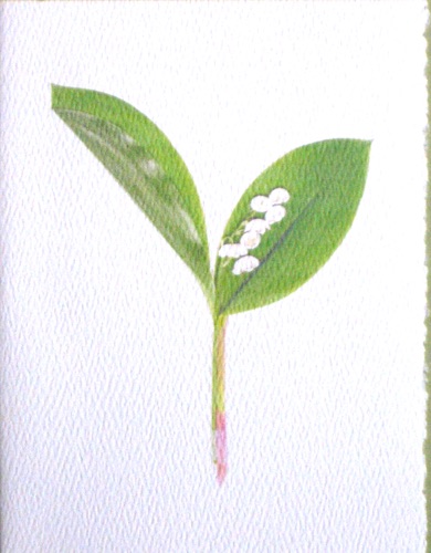 Lily of the Valley